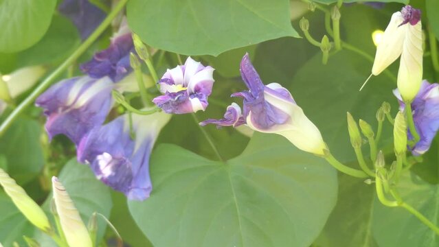 Ipomoea tricolor (grannyvine or morning glory) is species of flowering plant in family Convolvulaceae, native to New World tropics. Flowers are trumpet-shaped blue with white centre.