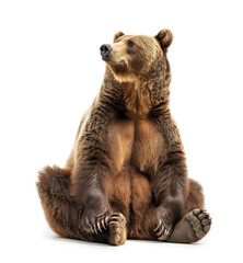 Brown bear sitting with a curious look on white