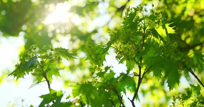 Fresh green maple leaves on a tree sway in the wind against bright sunshine in springtime, blooming maple. Elegant green background of green leaves and bokeh