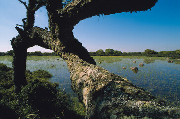 tree on the pond (Pauli), Cork oak ( Quercus suber) on the basalt plateau of Giara di Gesturi in Sardinia, italy