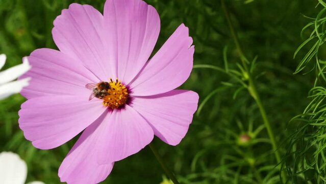 Cosmos in sunflower family