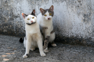 2 black and white cats sitting  on the floor against gray background. selective focus