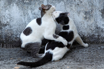 2 black and white cats mating   against gray background. selective focus