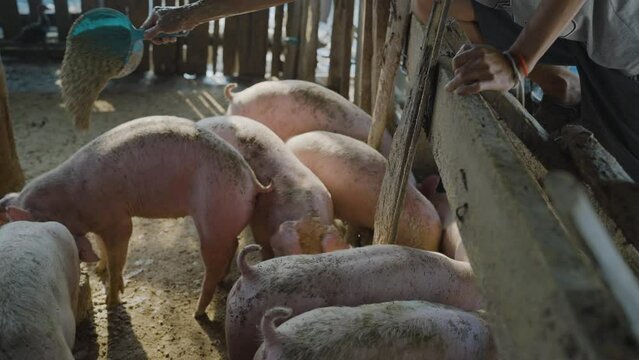 Breeder pig group with dirty snout on a farm in a pigsty animal farm indoors livestock industry