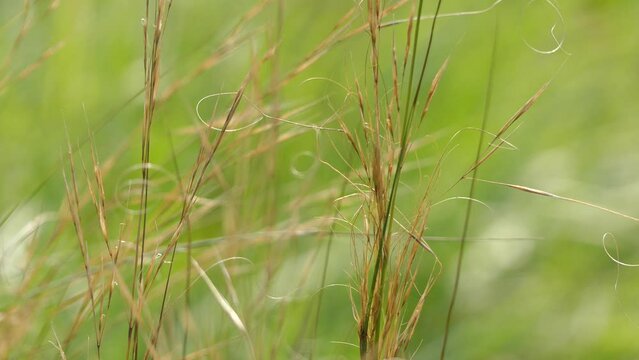 Stipa capillata is perennial bunchgrass species in family Poaceae, native to Europe and Asia.