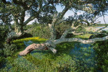 tree on the pond (Pauli), Cork oak ( Quercus suber) forest on the basalt plateau of Giara di Gesturi in Sardinia, italy