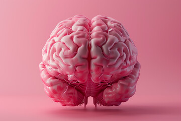 Human brain Anatomical Model on light pink background. 3d rendering