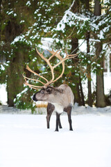 reindeer in its natural environment in scandinavia © Dasha Petrenko