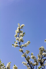 Floral background with white flowers. Wild plums are blooming.