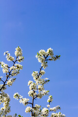 Blooming plum branches against the blue sky, vertical image, spring