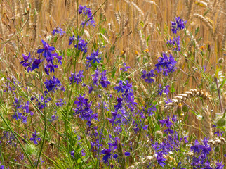 Larkspur against the background of grain crop Triticale.
Larkspur is very poisonous. A decoction of its herbs in small doses is drunk for diseases of the genitourinary system, stagnation of bile.
