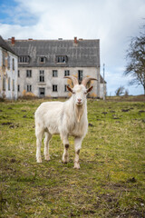 Ziege zwischen Ruinen und zerfallene H&auml;user auf der ehemals milit&auml;rischen Halbinsel Wustrow an der Ostsee