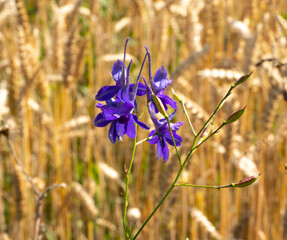 Larkspur against the background of grain crop Triticale.
Larkspur is very poisonous. A decoction of its herbs in small doses is drunk for diseases of the genitourinary system, stagnation of bile.
