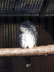 Chouette grise au zoo d'Ueno, Japon