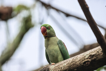the green parrot on the branch at park