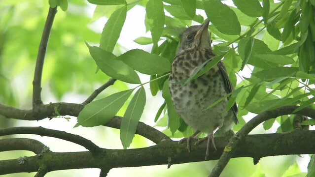 young fieldfare sitting on a branch and waits for food 