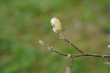 a bud with a white Japanese magnolia flower on a branch in early spring macro on a green background in the garden with a free place to insert text