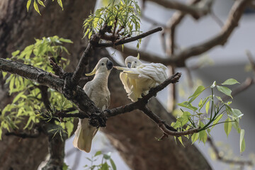 Yellow crested, cockatoo Cacatua sulphurea on an old tree