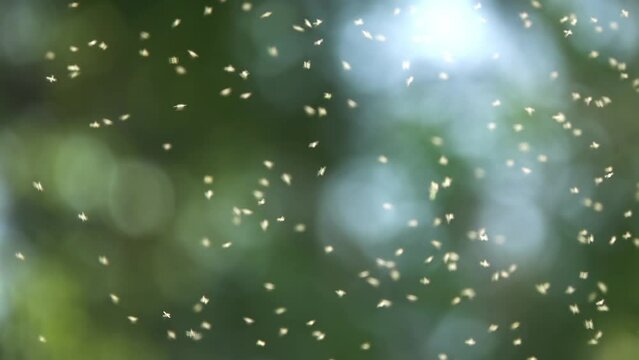 Many mosquitoes flying against the backdrop of green trees.