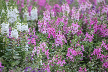 Obraz premium a Blooming pink Angelonia flower field or Little turtle flower