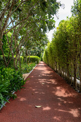 Red path in the garden in hot sunny weather between trees and bushes at a tropical resort.