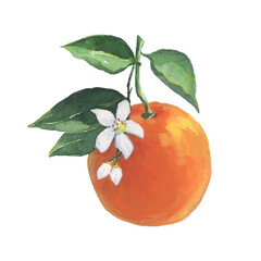 orange fruit watercolor illustration in vector