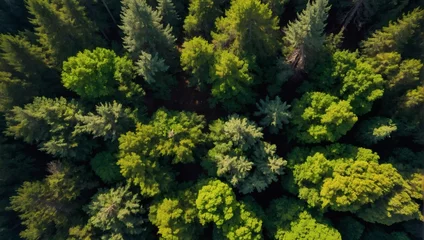 Fotobehang Overhead view of a forest canopy © xKas