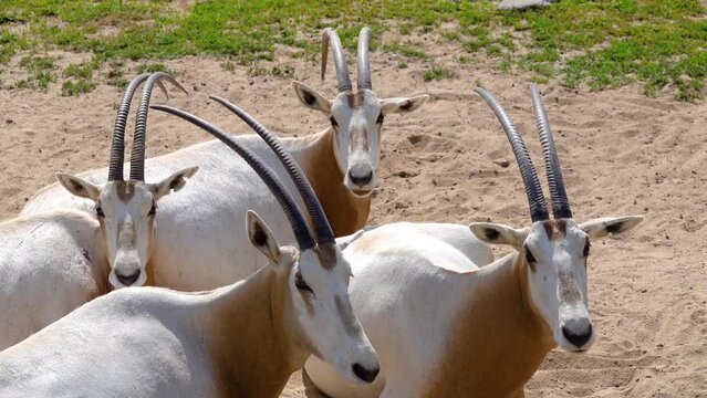Scimitar oryx or scimitar-horned oryx (Oryx dammah, Sahara or algazel), is once widespread across North Africa which went extinct in wild in 2000.