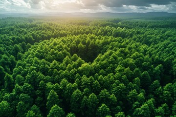 Obraz premium Lush green forest canopy in sunlight