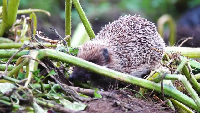 Forest Hedgehog came to a compost pile in search of food.