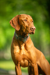 Dog of the Hungarian Vizsla breed in a green park