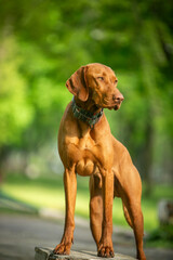 Dog of the Hungarian Vizsla breed in a green park