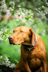 Dog of the Hungarian Vizsla breed in a green park