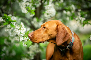 Dog of the Hungarian Vizsla breed in a green park