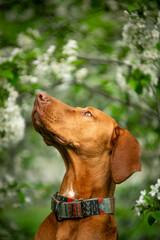 Dog of the Hungarian Vizsla breed in a green park