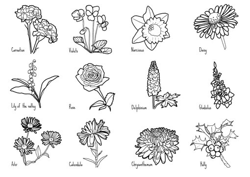 Geburtsblume-Collection als vektorisierte Handzeichnung