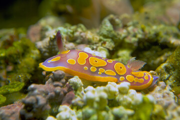yellow spotted sea slug. Nudibranch: Chromodoris luteorosa  Alghero, Sardinia, Italy