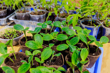 Zucchini seedlings are ready for planting in garden