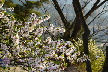 blooming cherry tree