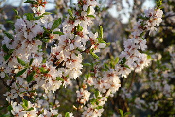 blooming cherry tree