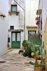 Fototapeta na wymiar the historic center of Specchia Puglia Italy