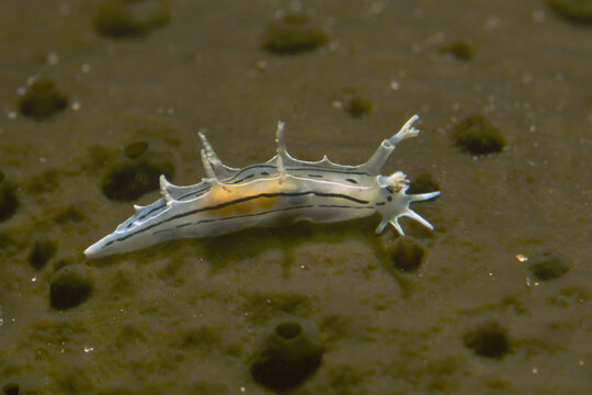 Nudibranch, Sea slug, Tritonia striata crawling on sponge, Alghero, Capo Caccia, Sardinia, Italy  Tritonia striata