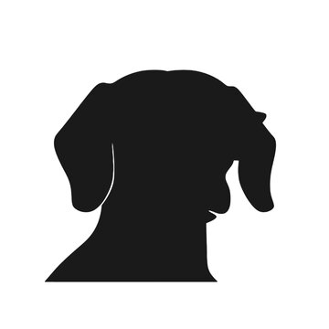 Dachshund dog face isolated on a white background