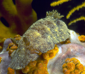 Nudibranch, Sea slug, Discodoris stellifera crawling on sponge, Alghero, Capo Caccia, Sardinia, Italy 