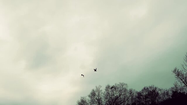 Nature wallpaper with copy space. Gloomy natural background with bare trees and flying seagulls. Birds soaring in grey sky on gloomy day. Film grain pixel texture. Soft focus. Blur. Live camera