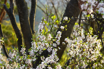 blooming cherry tree