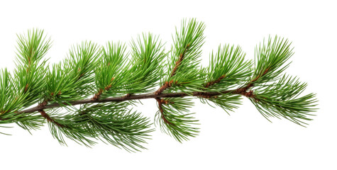 PNG  Branch of pine plant tree fir. AI generated Image by rawpixel.