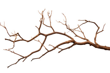 Fototapeta premium PNG Dry branches plant tree wood. AI generated Image by rawpixel.