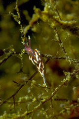 Nudibranch, Sea slug, Facelinospis marioni crawling on seabed, Alghero, Capo Caccia, Sardinia, Italy