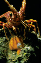 Close-up of head of juvenile european spiny crayfish (Palinurus elephas) hiding in cave preying a Chlamys scallop. Mediterranean Sea Sardinia, Italy